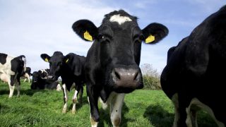 Northern Ireland milk sector outlines decarbonisation efforts