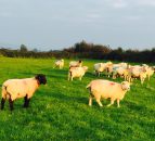 UK-NZ trade deal ‘presents serious concerns’ for NI agriculture