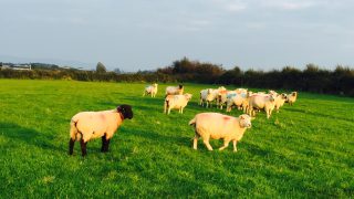UK-NZ trade deal ‘presents serious concerns’ for NI agriculture