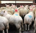 Northern sheep trade: Lamb prices continue upward trajectory
