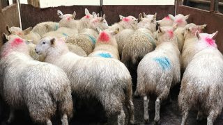 Northern sheep trade: Lamb prices continue upward trajectory