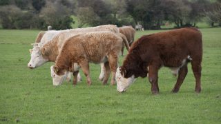 International market for grass-fed beef to increase in value – LMC