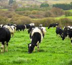 Gold Cup winners to open their farm to the public
