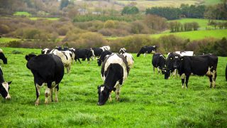 Gold Cup winners to open their farm to the public