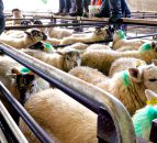 Northern sheep trade: Lamb prices hold firm