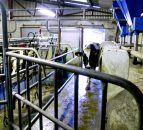 Parlour training your in-calf heifers, have you started yet?