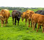 CAFRE to host two events for beef and sheep farmers