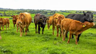 EU opens up PGI application for ‘Irish Grass Fed Beef’ to submissions
