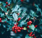 Holly wreath or sprig – have yourself a ‘berry’ little Christmas