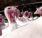 Europe experiencing worst bird flu outbreak ever – institute