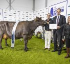 Co. Down cow named interbreed champion at Royal Ulster Winter Fair