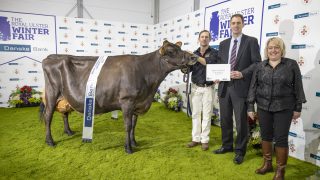Co. Down cow named interbreed champion at Royal Ulster Winter Fair