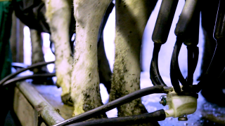 Call for end to retrospective milk pricing in NI