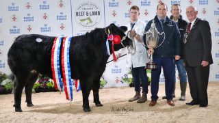 Major prices paid at Royal Ulster Beef and Lamb Championships