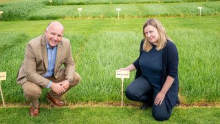 Ballyvoy and Dundrod – two new perennial ryegrass varieties from AFBI