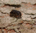 Further measures introduced to stop bark beetle pest spreading