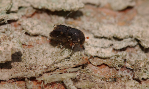 Further measures introduced to stop bark beetle pest spreading