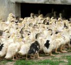 Human case of bird flu detected in England