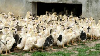 ‘Largest ever’ bird flu outbreak in NI as two more cases suspected