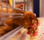 NFU Scotland welcomes lifting of bird housing restrictions