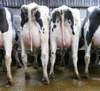 Dungannon dairy sale: Atrium daughter makes top price