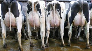 Dungannon dairy sale: Atrium daughter makes top price