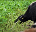 Global land area for grazing and fodder reduced by 191m hectares – FAO