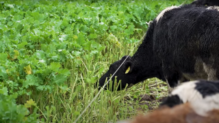 Global land area for grazing and fodder reduced by 191m hectares – FAO