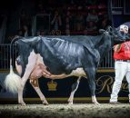 8,500gns achieved by Kerry breeders at Black and White sale