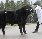 Aberdeen Angus bulls sell to 4,400gns twice at Dungannon