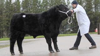 Aberdeen Angus bulls sell to 4,400gns twice at Dungannon