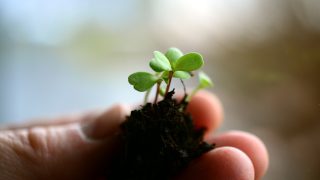 Soil carbon sequestration: Is it a geographic lottery?