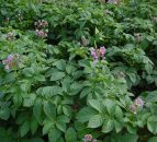 Potash and nitrogen interactions are key to crop growth
