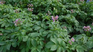 Potash and nitrogen interactions are key to crop growth