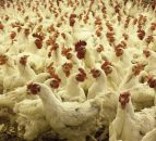 Worms pose a threat to bird health during housing order - Elanco