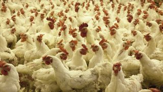 Bird flu confirmed at sixth North Yorkshire premises