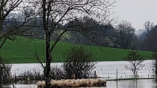 Pics: Firefighters free 52 sheep from flood water in Armagh