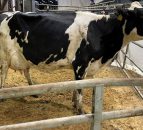 In pictures: Taaffe Auctions December dairy sale