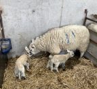 Lambing essentials for early-lambing flocks