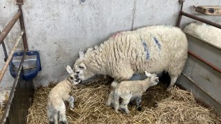 Lambing essentials for early-lambing flocks