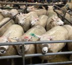 Northern sheep trade: Boost in lamb prices