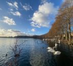 Bird flu: Doncaster community urged to avoid bird droppings