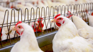 Bird flu: Housing measures to end next week