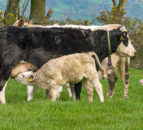 Primary beef and lamb production levels can be maintained in NI - LMC