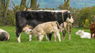 Primary beef and lamb production levels can be maintained in NI – LMC