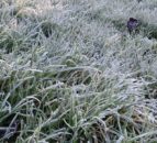 Cold weather alert extended amid snow and ice warnings