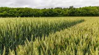 Rothamsted: Gene editing will speed up ability to test enhanced crops