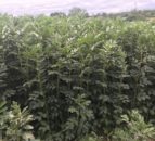 Don’t forget – peas and beans are legumes