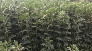 Don’t forget – peas and beans are legumes