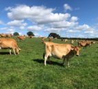 Society suggests verifying carbon footprint of Jersey cows
